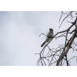 СЕРЫЙ СОРОКОПУТ.JPG